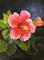 Art: IMG 1721 Red Hibiscus 2017 by Artist Marion Dutton