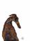 Art: GREYHOUND g230 by Artist Dawn Barker