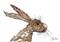 Art: BROWN SCRUFFY HARE h2552 by Artist Dawn Barker