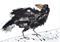 Art: CROW b122 by Artist Dawn Barker