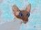 Art: I AM SIAMESE p125 c125 by Artist Dawn Barker