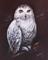 Art: Owl by Artist Patricia Lintner