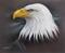 Art: American Bald Eagle by Artist Patricia Lintner