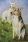 Art: GINGER AND SADIE by Artist Patricia Lintner