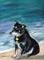Art: Muttley by Artist Shoshana Avramovitz