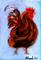 Art: ACEO Red Rooster by Artist Shoshana Avramovitz