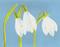 Art: SnowDrops by Artist Paula M Parker