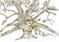 Art: Treaty Oak Sketch by Artist Nata ArtistaDonna