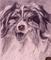 Art: Mini Collie... by Artist William Powell Brukner