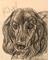 Art: KIWI. by Artist William Powell Brukner