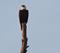 Art: Wild Bald Eagle by Artist Windi Rosson