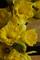 Art: Springtime in Yellow by Artist Ruth Edward Anderson