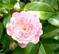 Art: Rose II by Artist Leea Baltes