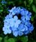 Art: Shades of Blue by Artist Leea Baltes