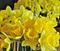 Art: Reflections of Springtime by Artist Ruth Edward Anderson