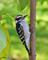 Art: Downy Woodpecker by Artist Leea Baltes