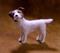 Art: Rough Coated Jack Russell Terrier by Artist Camille Meeker Turner