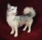 Art: Alpaca Furred Siberian Husky by Artist Camille Meeker Turner