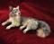 Art: Alpaca Furred Grey Wolf by Artist Camille Meeker Turner