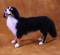 Art: Bernese Mountain Dog by Artist Camille Meeker Turner