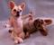 Art: Roscoe and Penelope by Artist Camille Meeker Turner