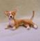 Art: Alpaca Flocked Chihuahua Dog by Artist Camille Meeker Turner