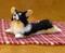 Art: Furred Tri-Corgi, Merlin by Artist Camille Meeker Turner