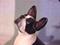 Art: Boston Terrier & Bumble Bee by Artist Camille Meeker Turner