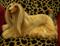 Art: Afghan Hound by Artist Camille Meeker Turner