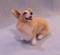 Art: Silk Furred Welsh Corgi by Artist Camille Meeker Turner