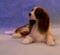 Art: springer spaniel 030.JPG by Artist Camille Meeker Turner