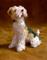 Art: Silk Furred Wire Fox Terrier by Artist Camille Meeker Turner