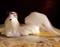 Art: Silk Furred Maltese Dog by Artist Camille Meeker Turner