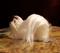 Art: Silk Furred Maltese Dog by Artist Camille Meeker Turner