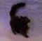 Art: Silk Furred Black Cat by Artist Camille Meeker Turner