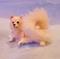 Art: Silk Furred Pomeranian by Artist Camille Meeker Turner