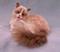 Art: Ragdoll Cat by Artist Camille Meeker Turner