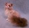 Art: Ragdoll Cat by Artist Camille Meeker Turner