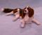 Art: Silk Furred Tri Color English Springer Spaniel by Artist Camille Meeker Turner
