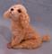 Art: Silk Furred Apricot Poodle by Artist Camille Meeker Turner