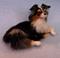 Art: Australian Shepherd by Artist Camille Meeker Turner