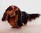 Art: Silk Furred Long Haired Dachshund by Artist Camille Meeker Turner
