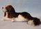 Art: English Springer Spaniel by Artist Camille Meeker Turner