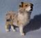 Art: Silk Furred Australian Shepherd by Artist Camille Meeker Turner
