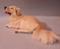 Art: English Golden Retriever by Artist Camille Meeker Turner