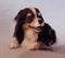 Art: Spencer (Custom Aussie) by Artist Camille Meeker Turner