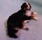 Art: Silk Furred Bernese Mountain Dog by Artist Camille Meeker Turner