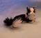 Art: Silk Furred Tux Cat by Artist Camille Meeker Turner