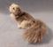 Art: Persian Cat by Artist Camille Meeker Turner