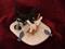 Art: Oreo & Pumpkin, Custom Snow Scene by Artist Camille Meeker Turner